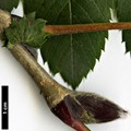 SpeciesSub: subsp. pohuashanensis